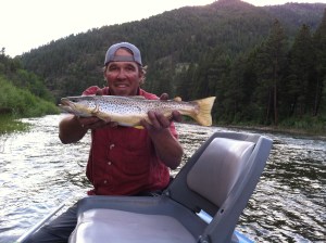 Blackfoot River, Brown Trout