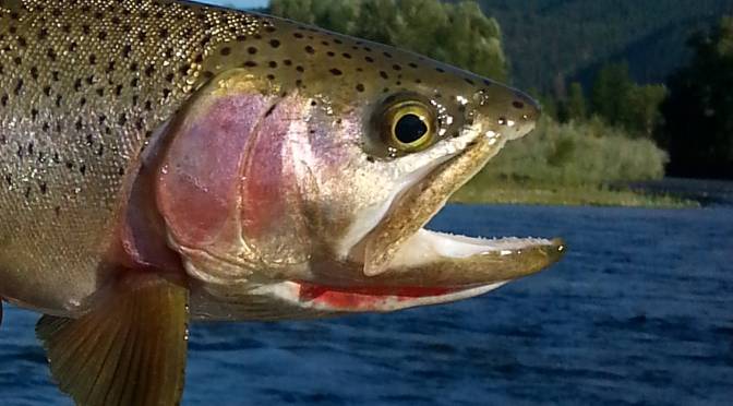 Clark Fork River Cutthroat