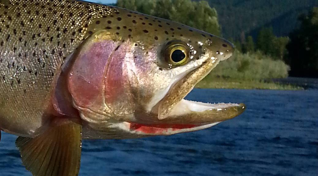 Clark Fork River Cutthroat