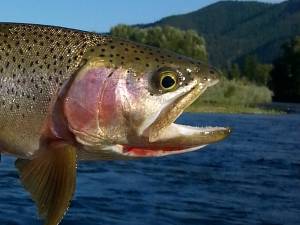 Clark Fork River Cutthroat